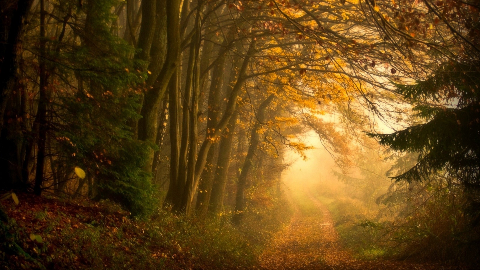 Дорожка заваленная листьями обои