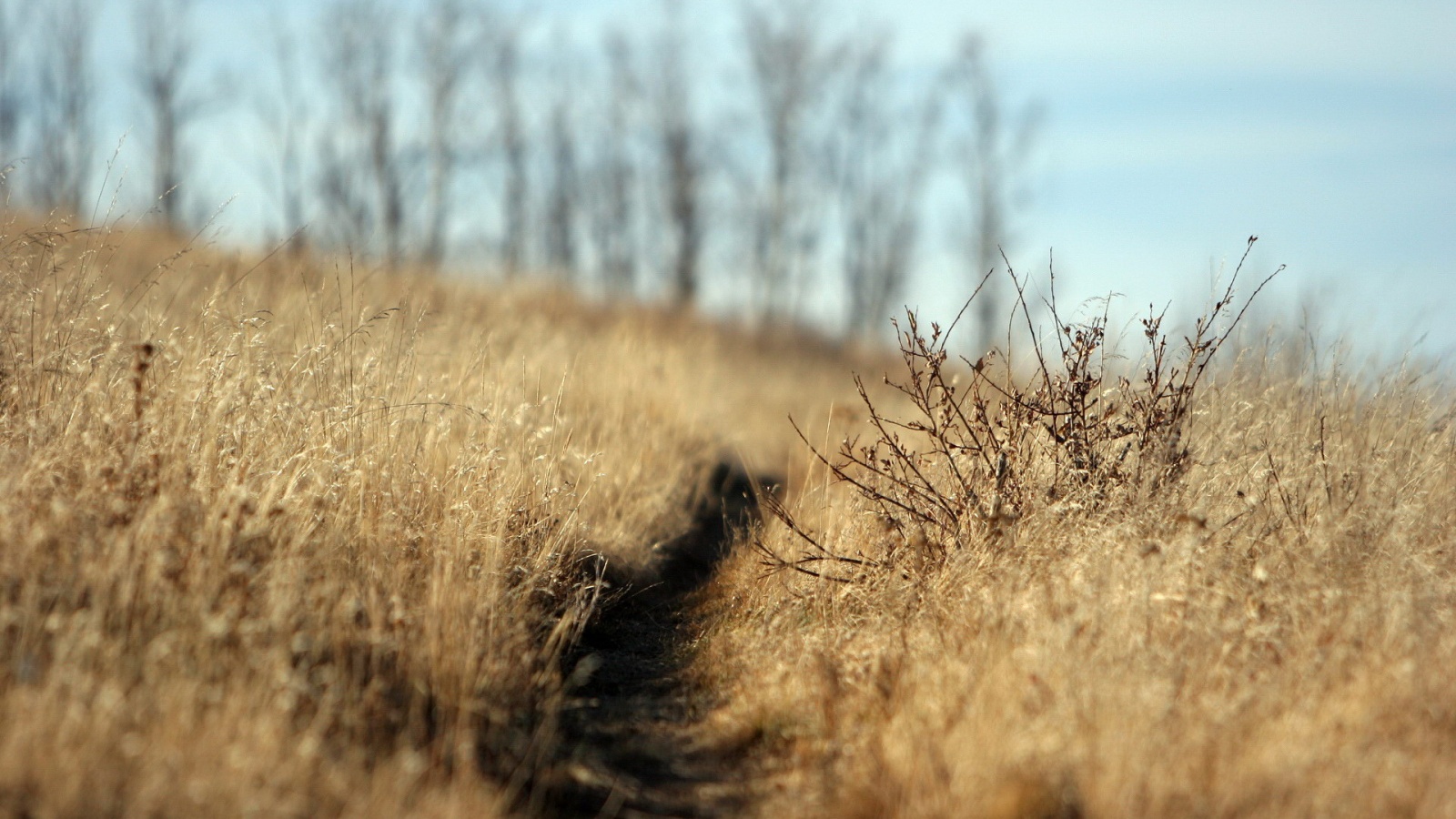 Тропинка в поле обои