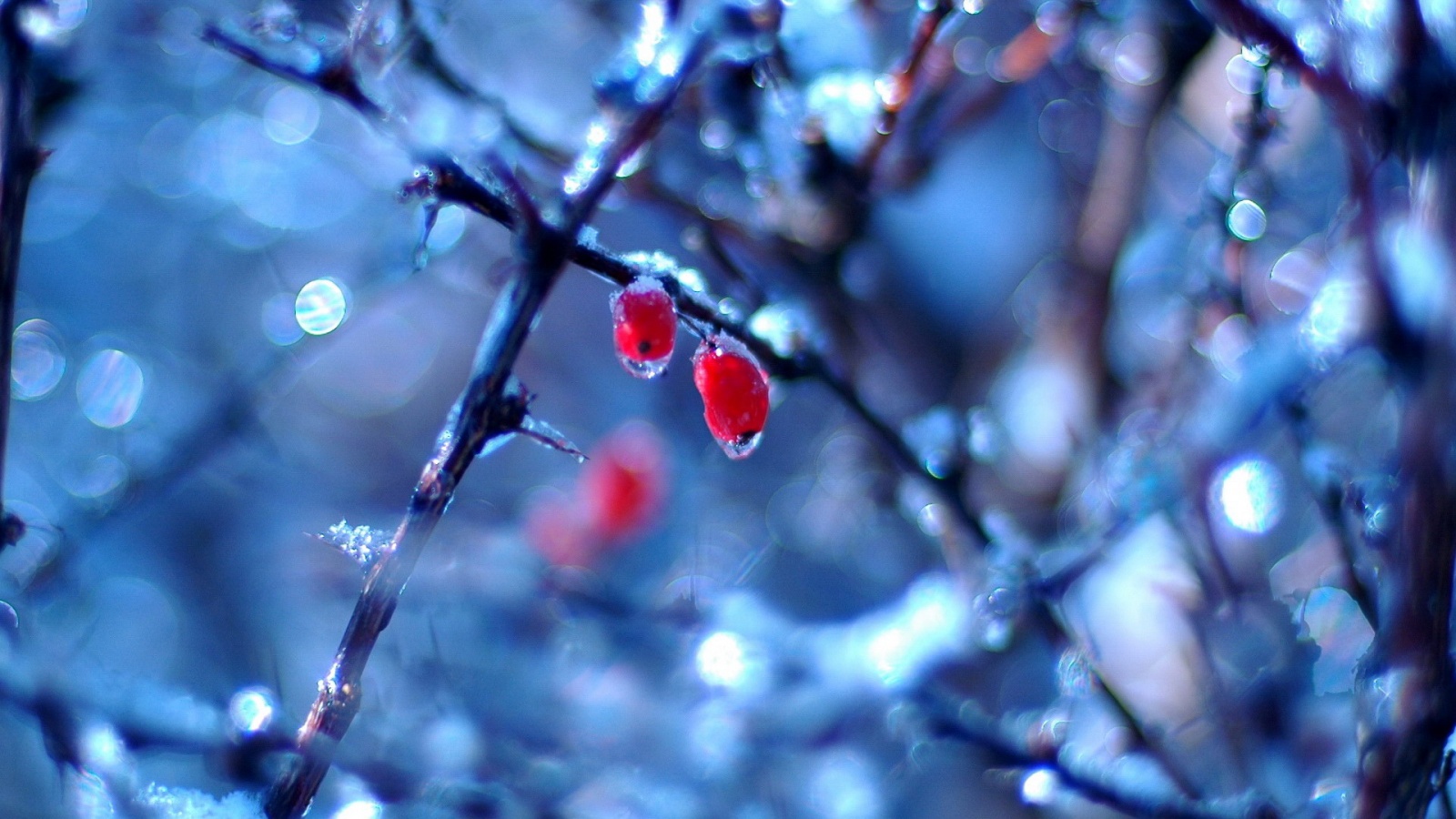 Замерзшие ягоды обои