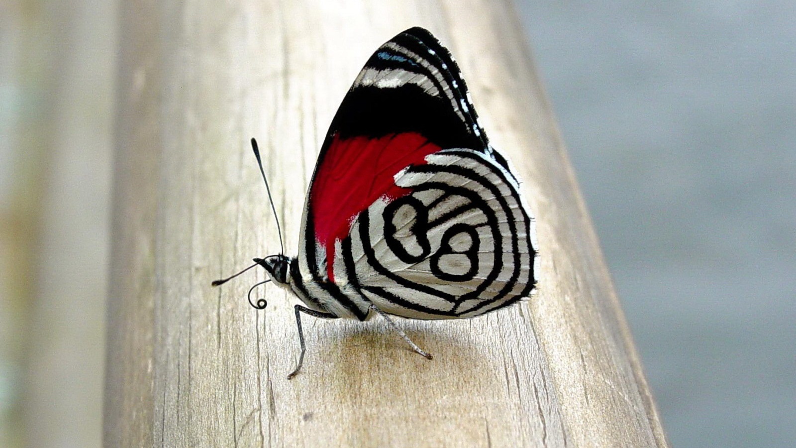 Бабочка на бревне обои