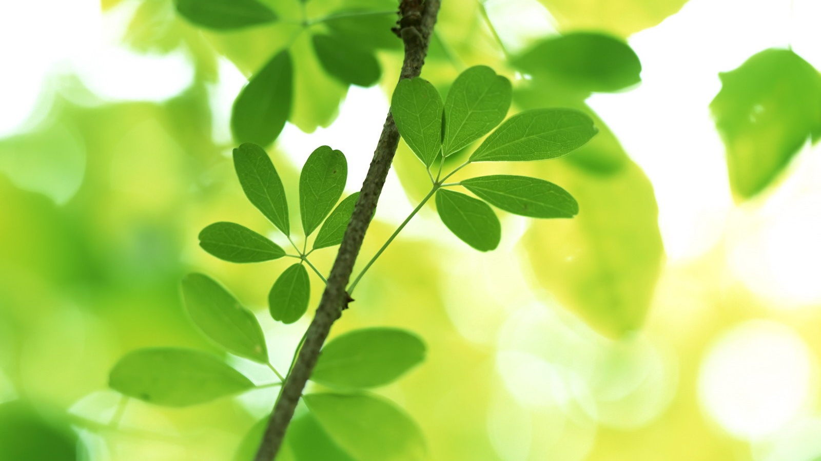 Листики на ветке обои