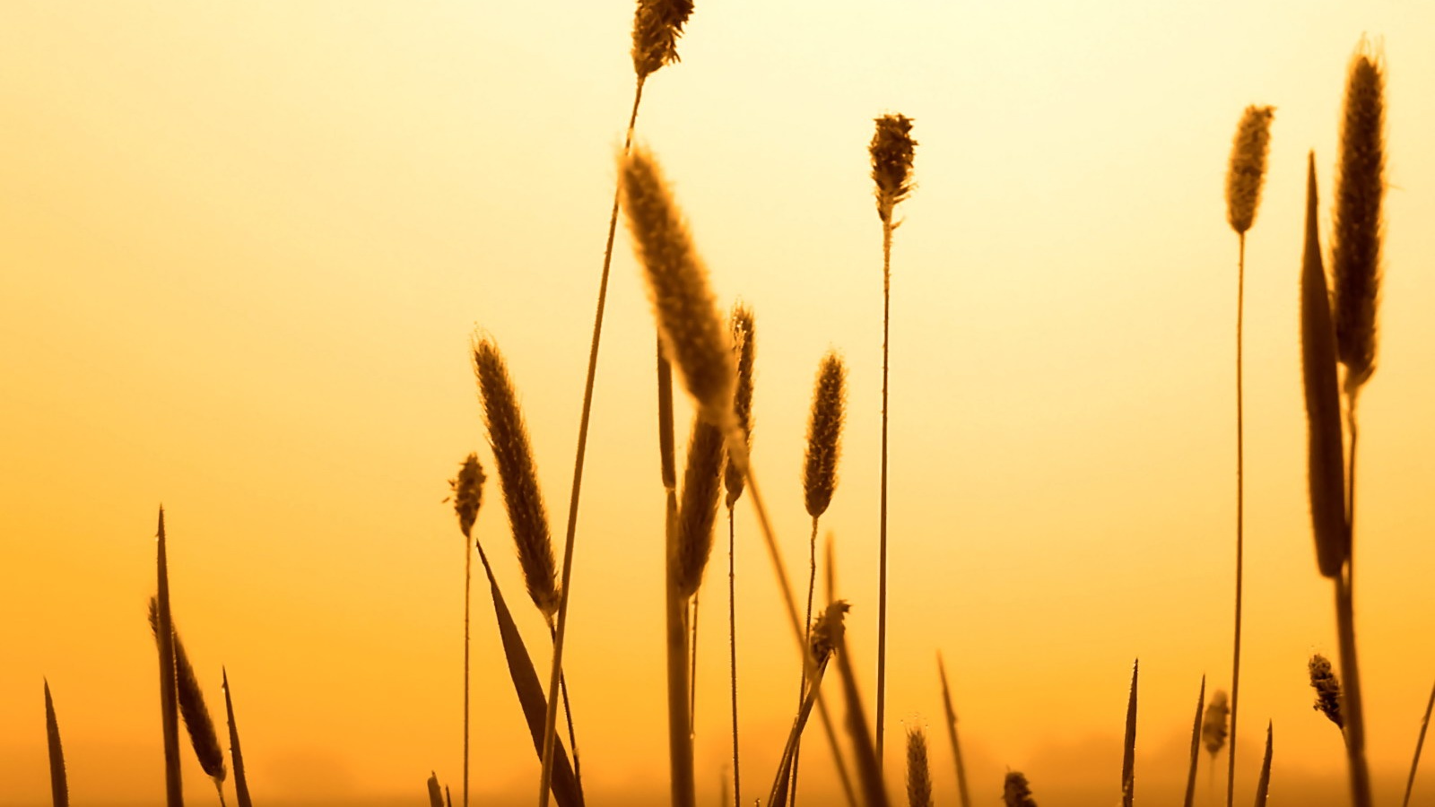 Травинки на закате обои
