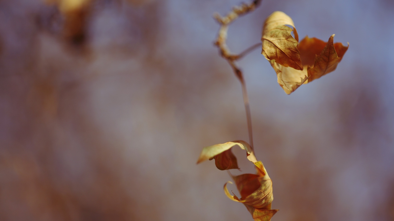 Увядшие листья обои