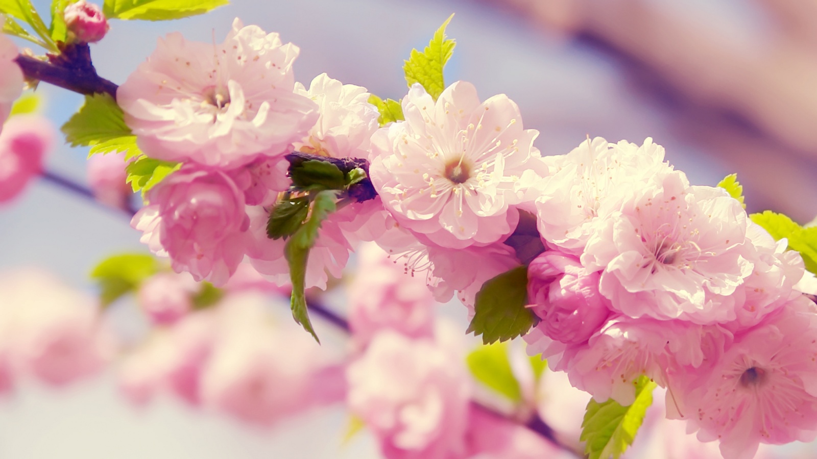 Ветка с цветами обои