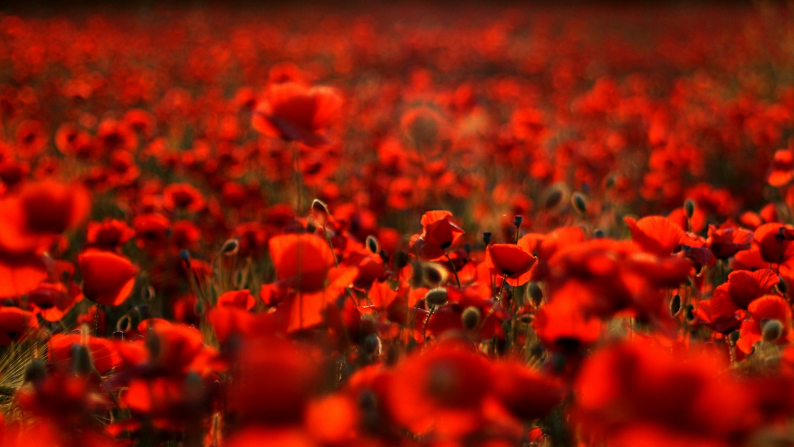 Маки в полях обои