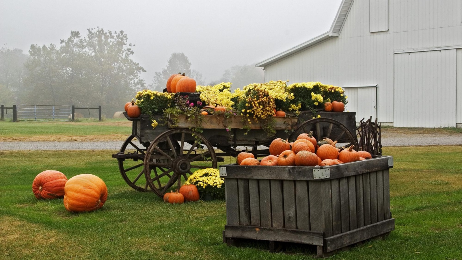 Урожай тыков обои