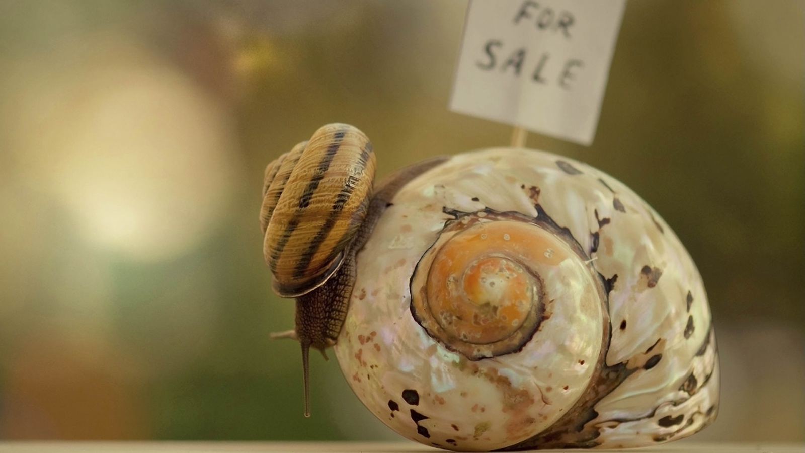 Улитка приматрвиает новый дом обои