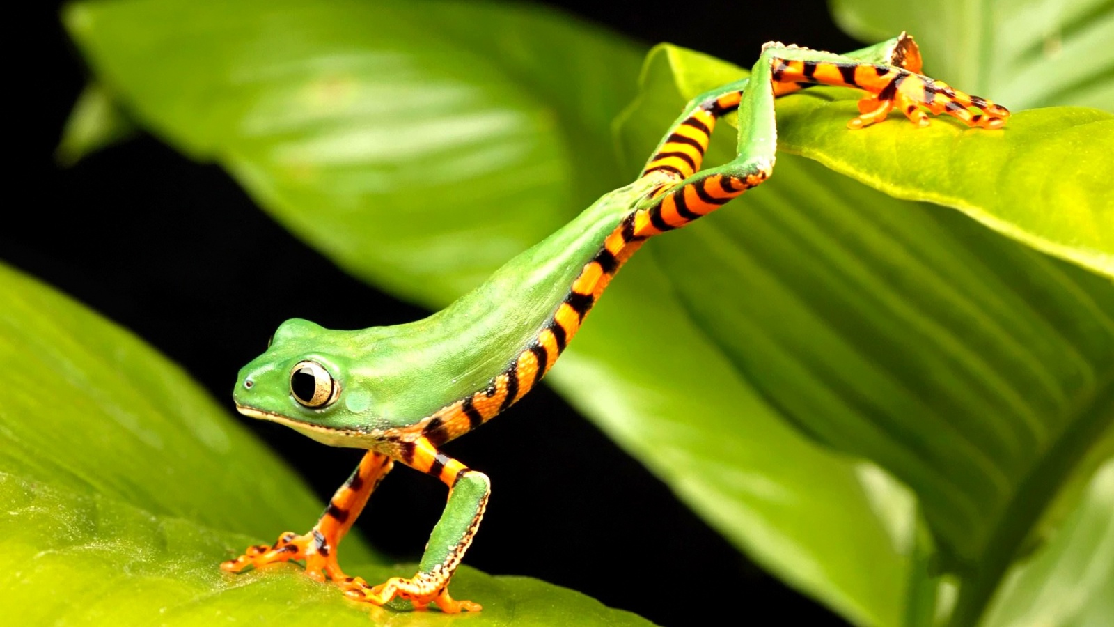 Лягушка переползает с листа на лист обои