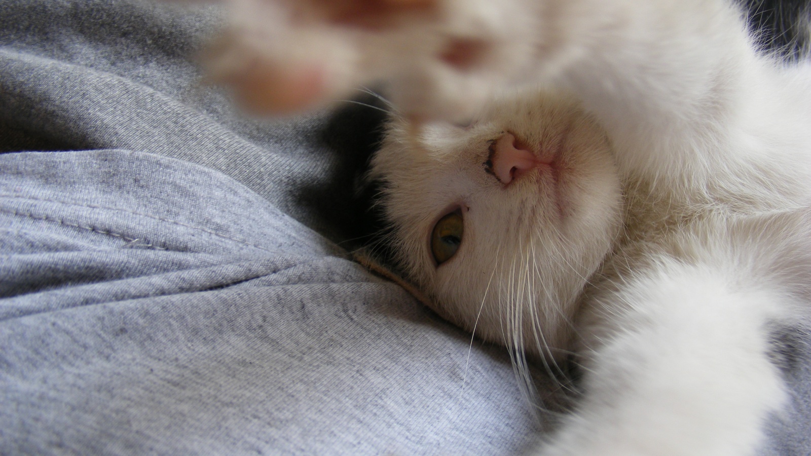 Кот фоткает сам себя обои