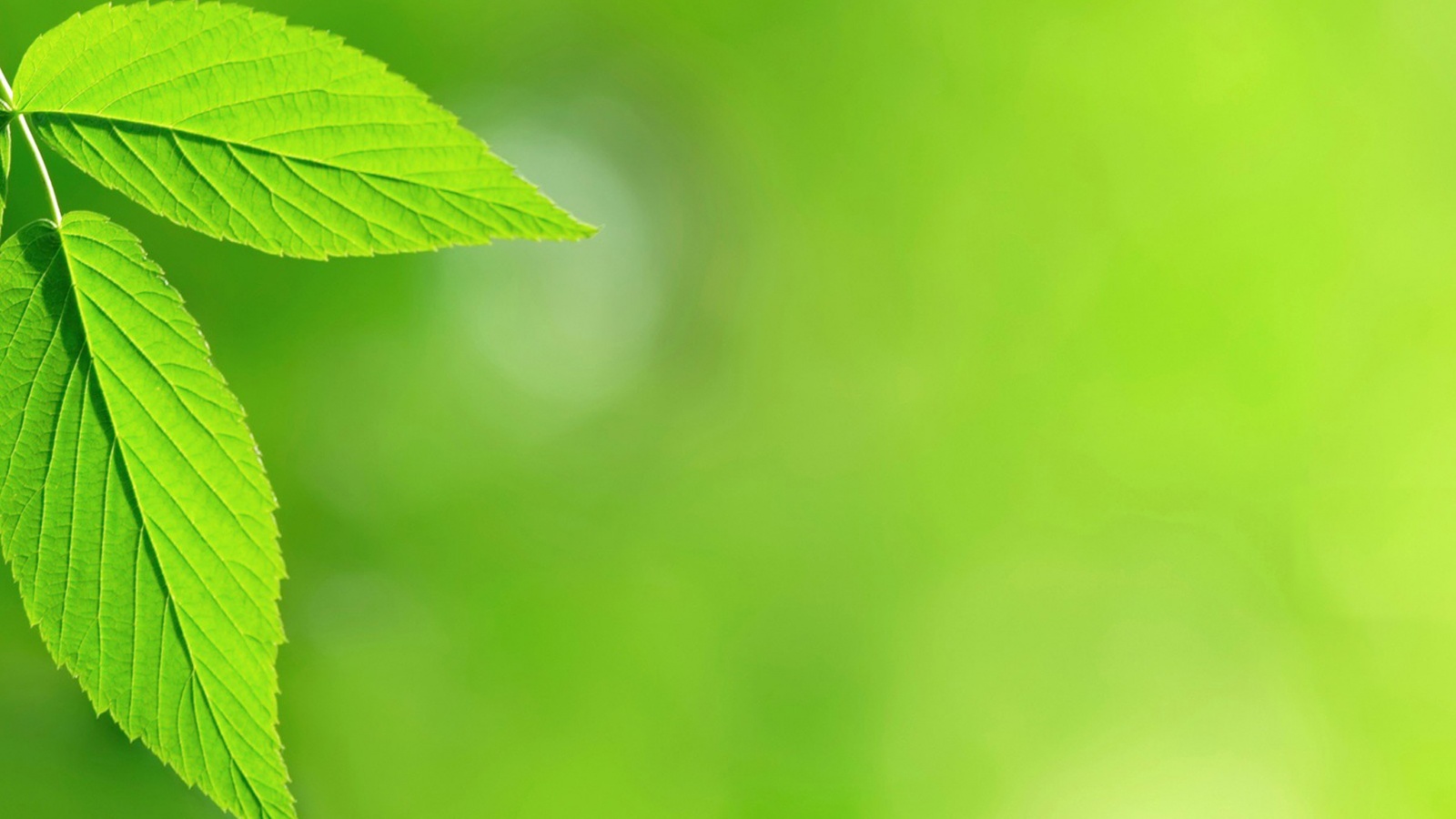 Два листа обои