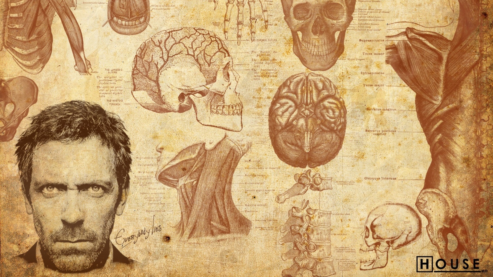 Анатомические рисунки доктора Хауса обои