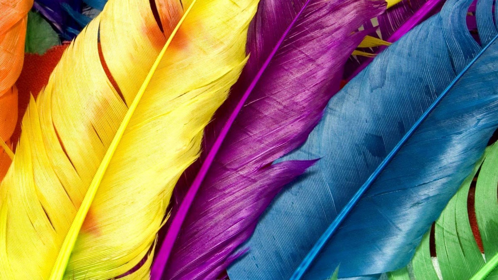 Разноцветные перья обои
