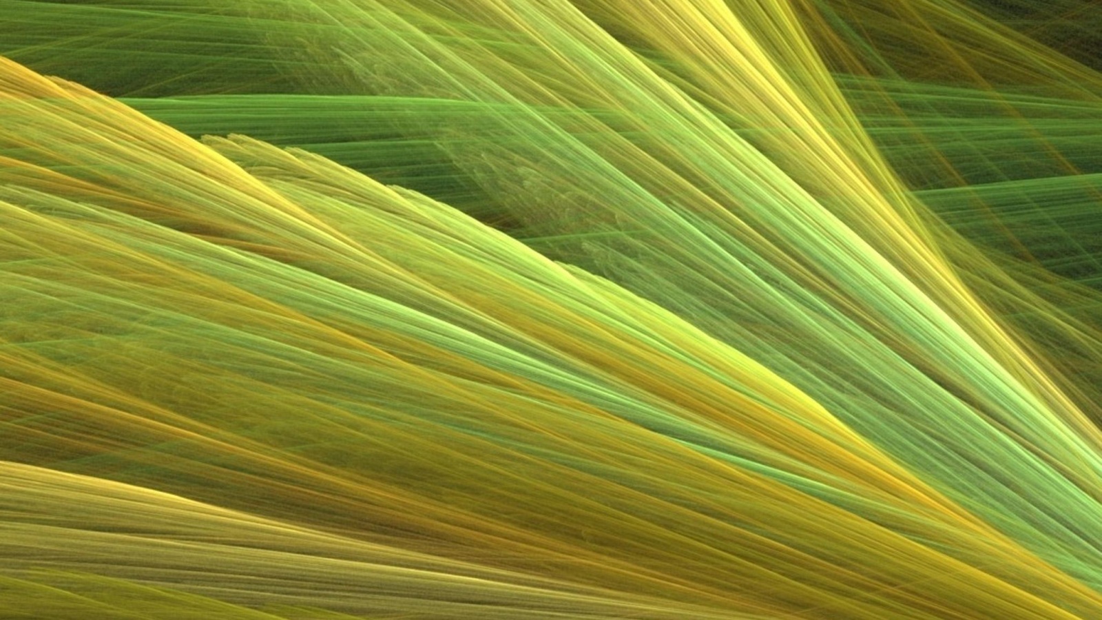 Прозрачные зеленоватые крылья обои