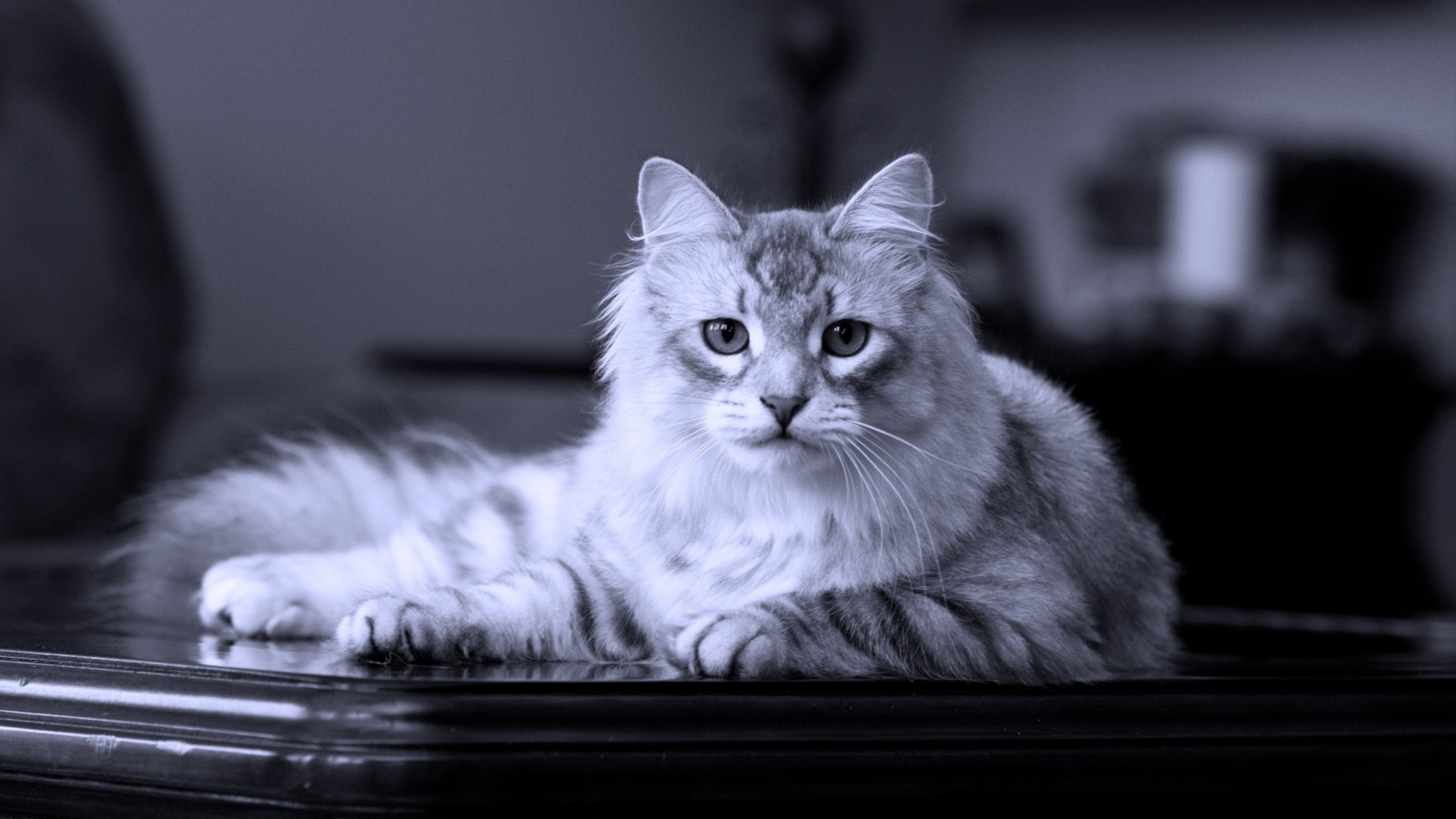 Кот благородных кровей обои