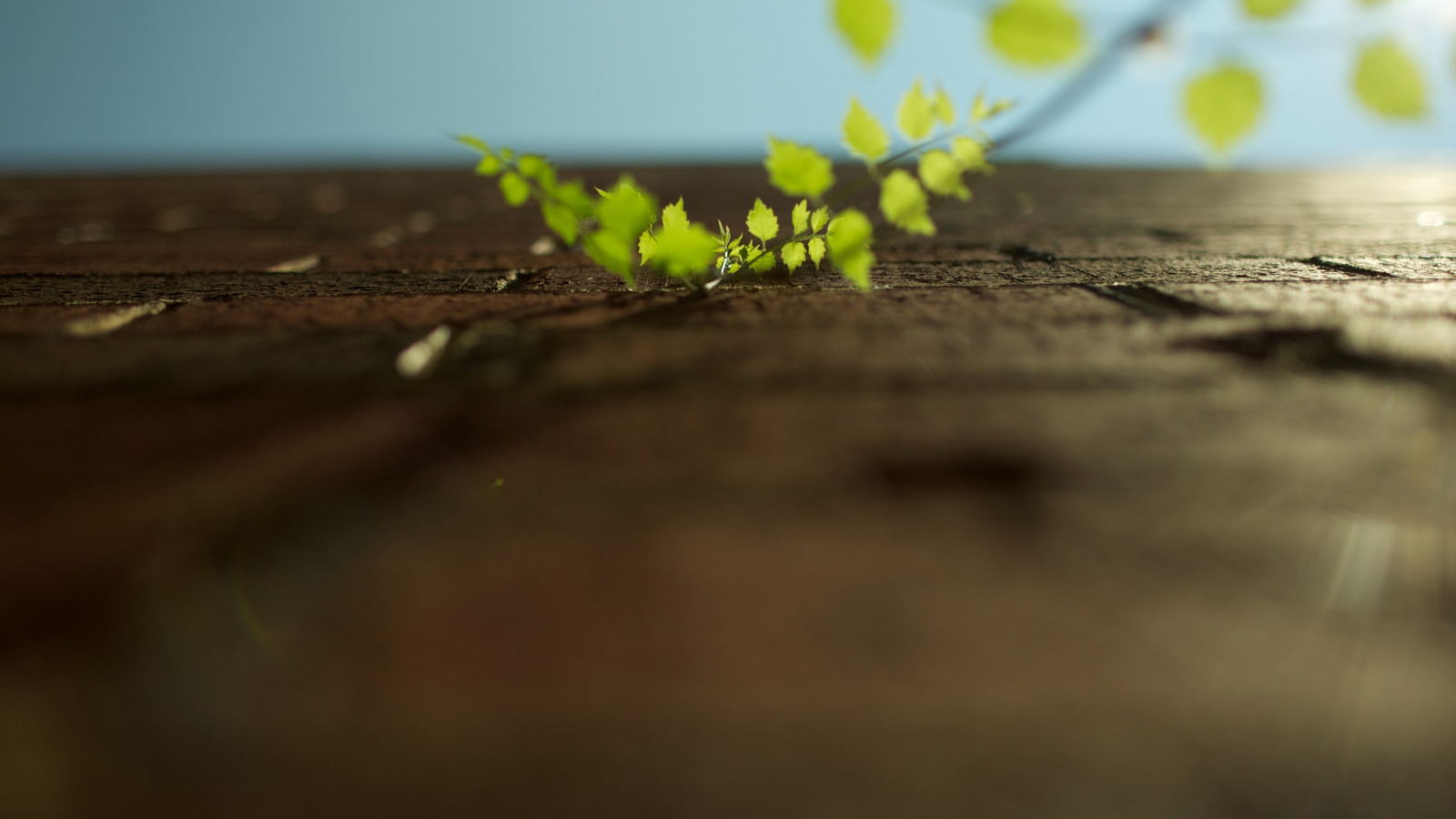 Зеленые ростки в стене обои