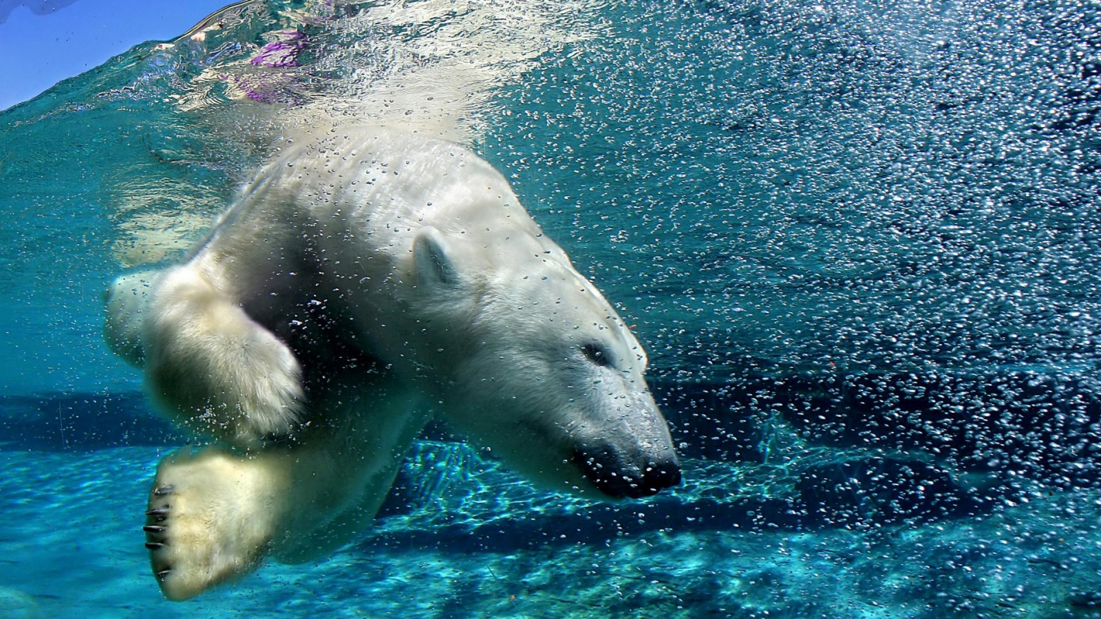 Нырнувший белый медведь обои