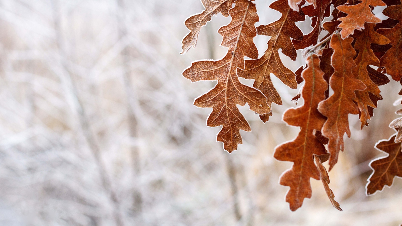 Дубовые листья обои