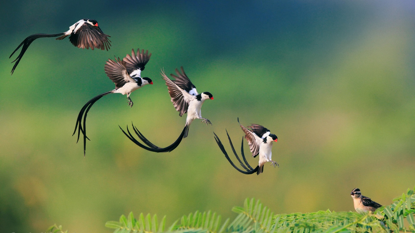 Приземляющаяся птичка обои