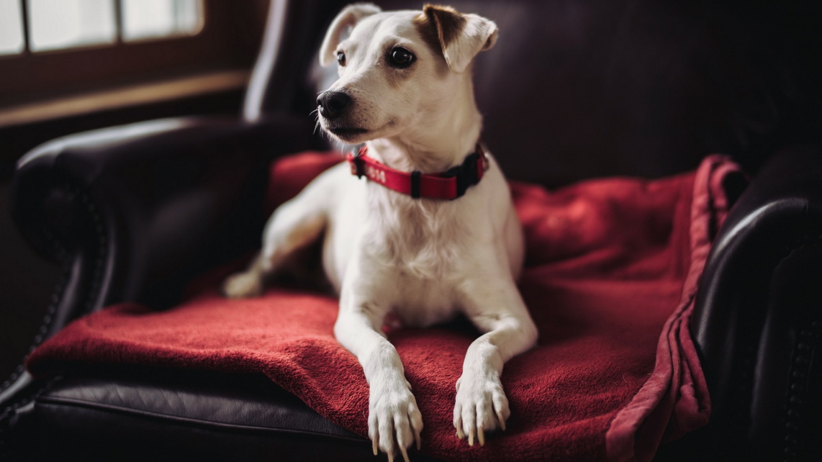 Собака на кресле обои