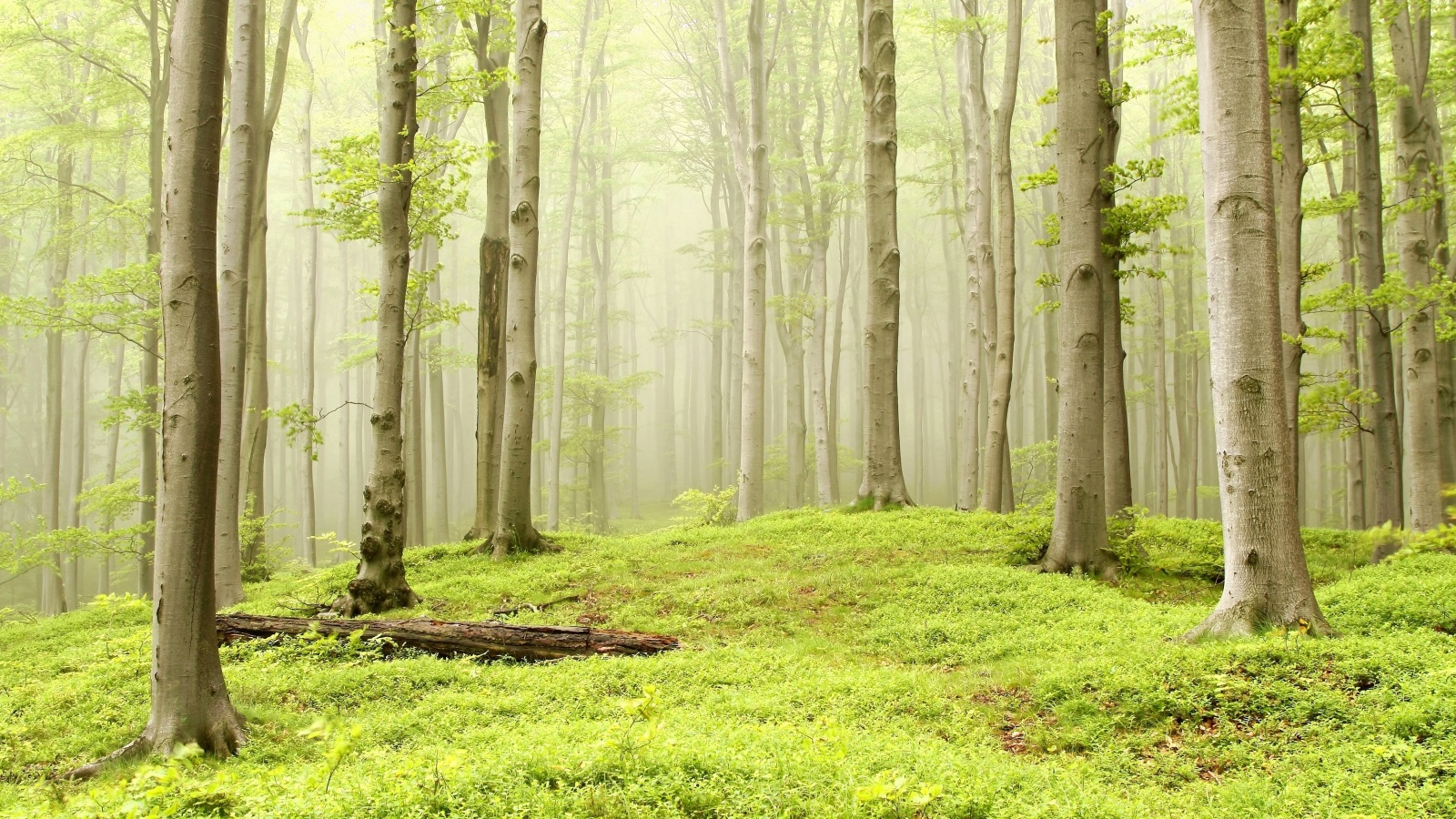 Опушка осинового леса обои