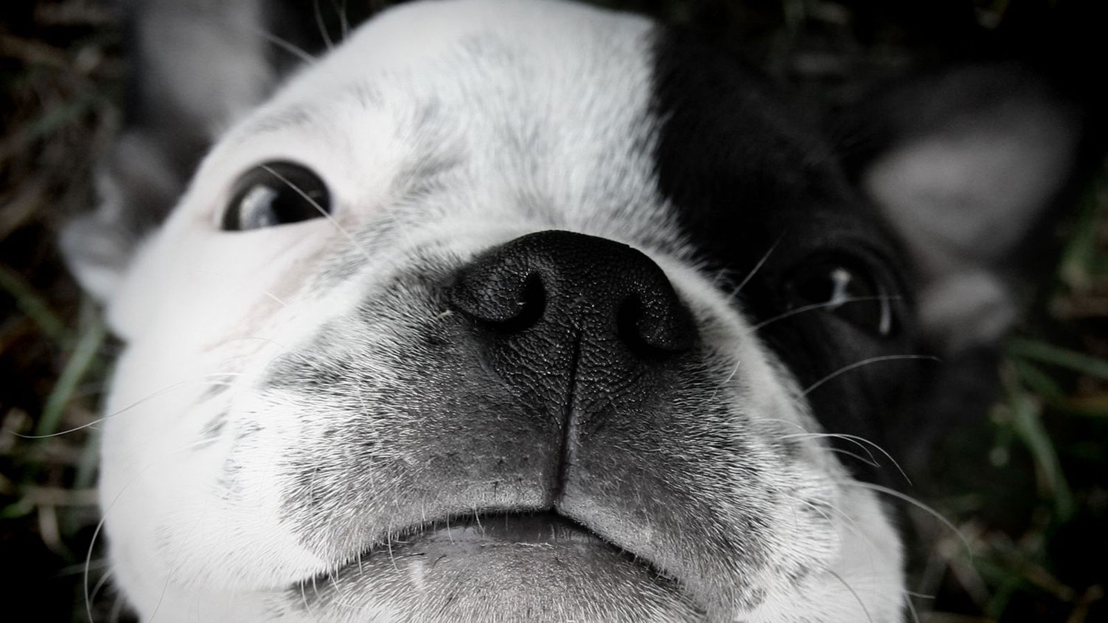 Бостонский терьер обои