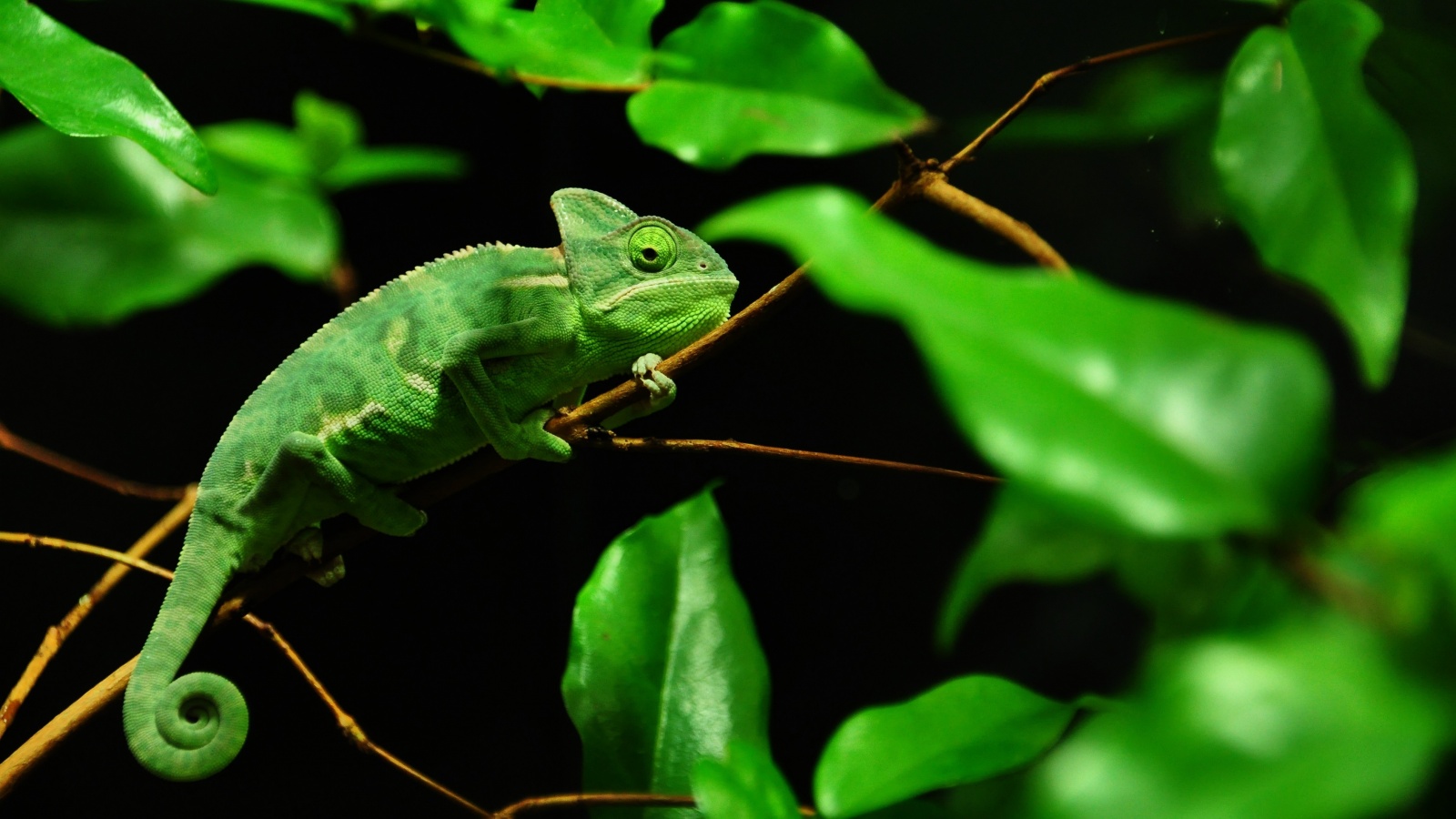 Хамелеон в листве обои