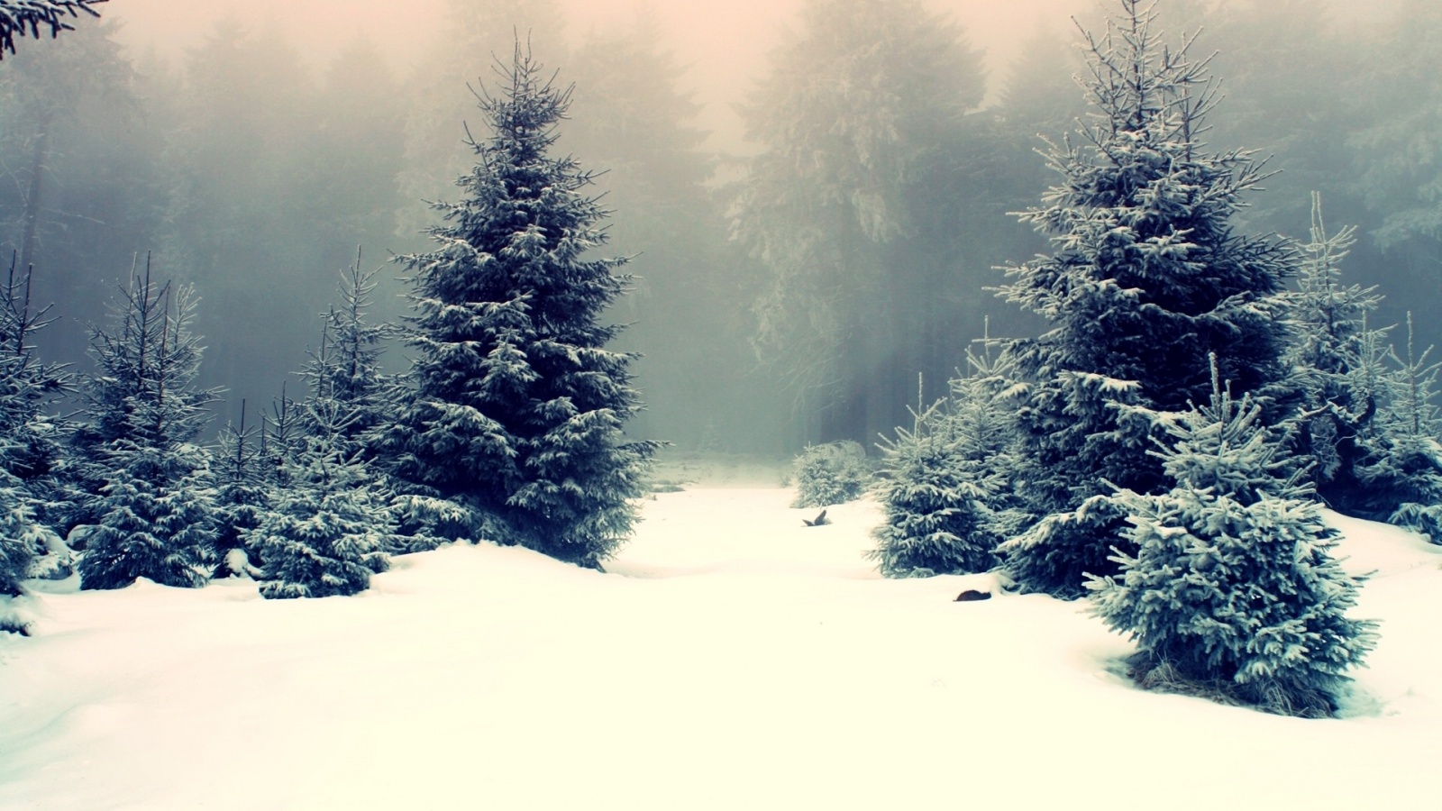 Ёлки в сугробах обои