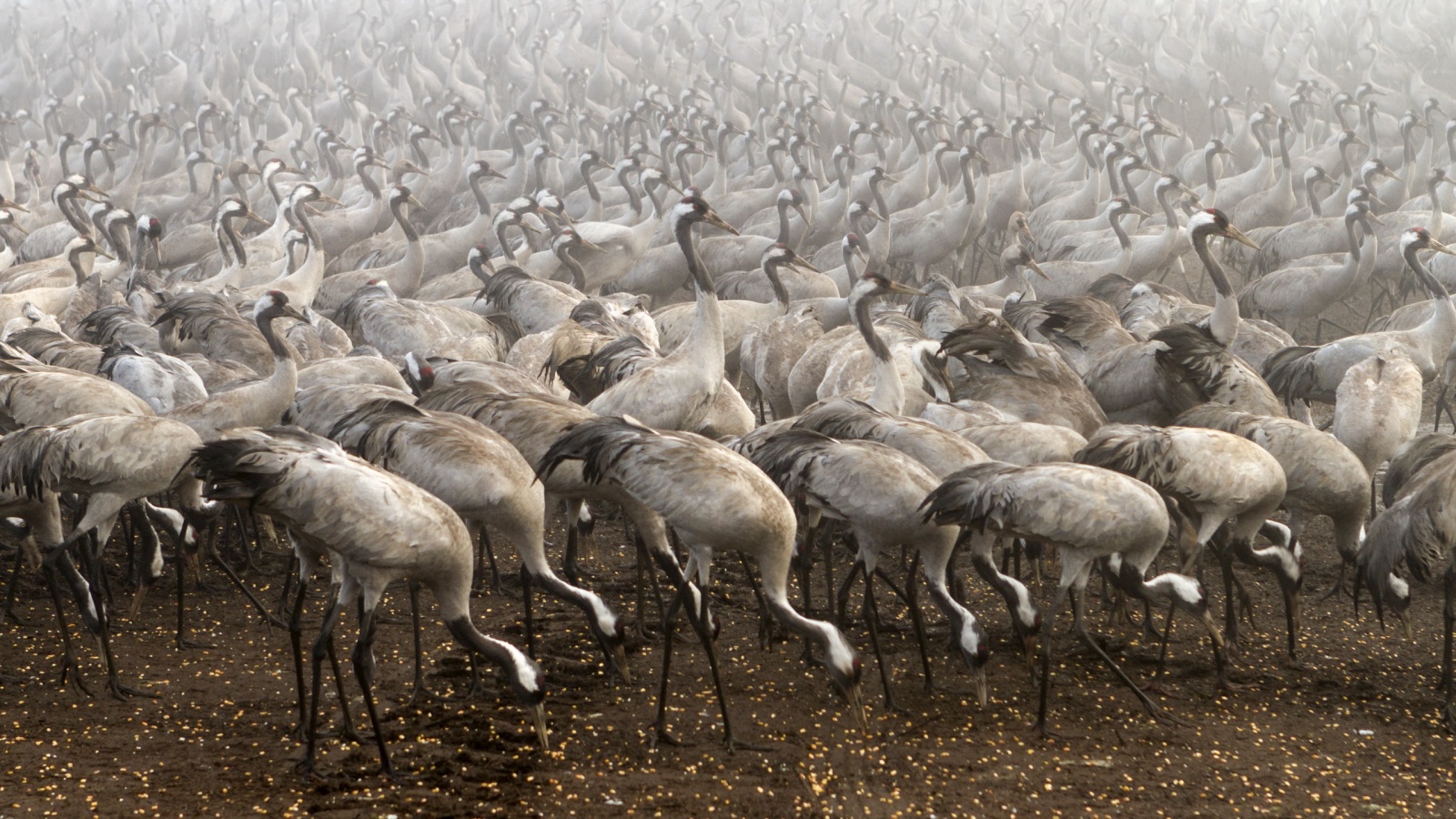 Журавли обои