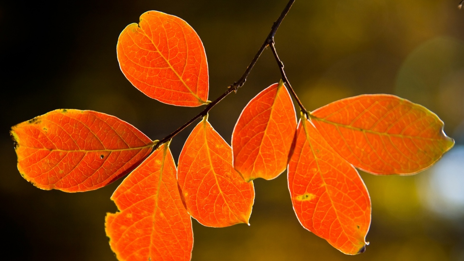Ветка с оранжевыми листьями обои
