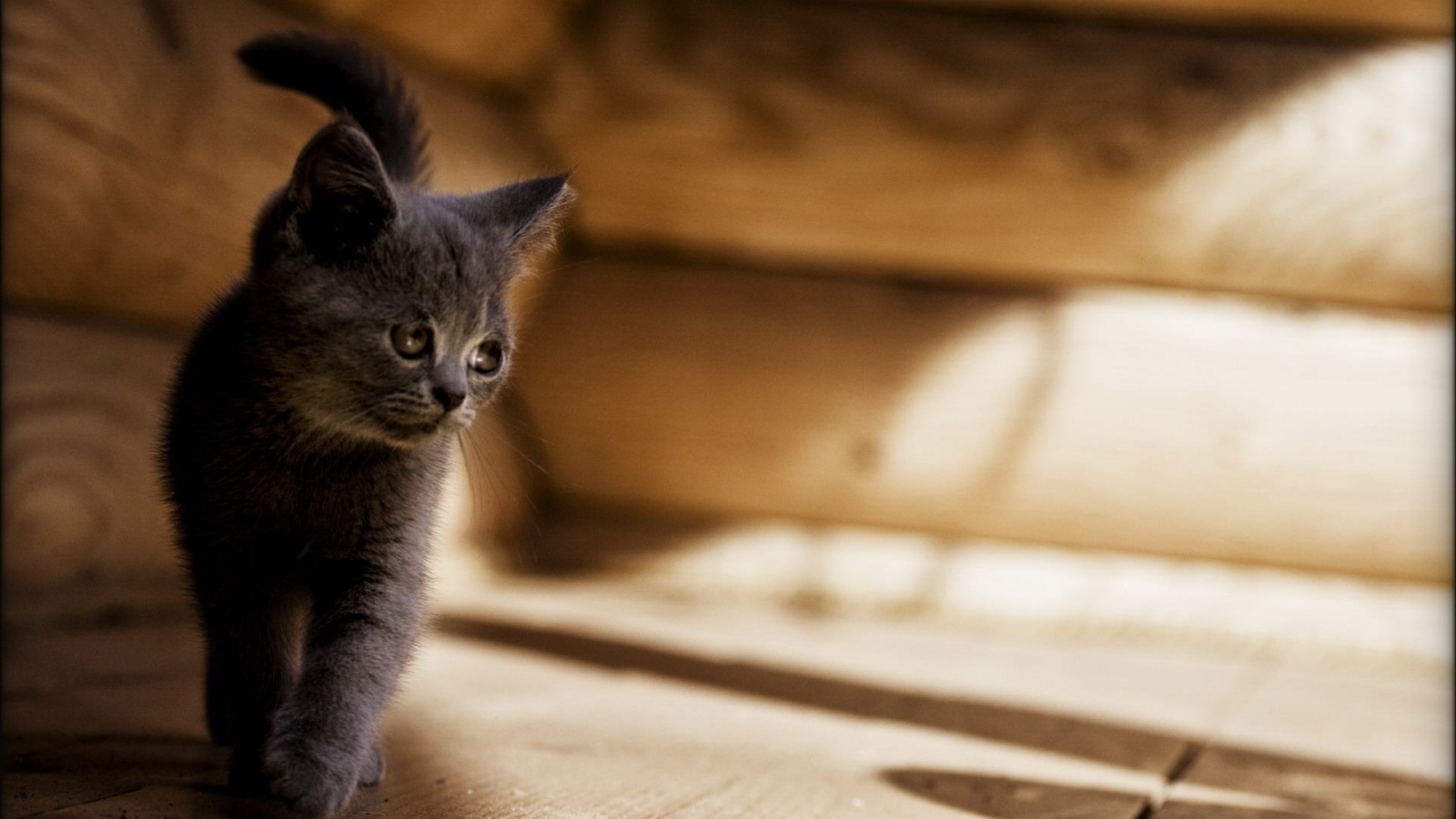 Маленький дымчатый котенок обои