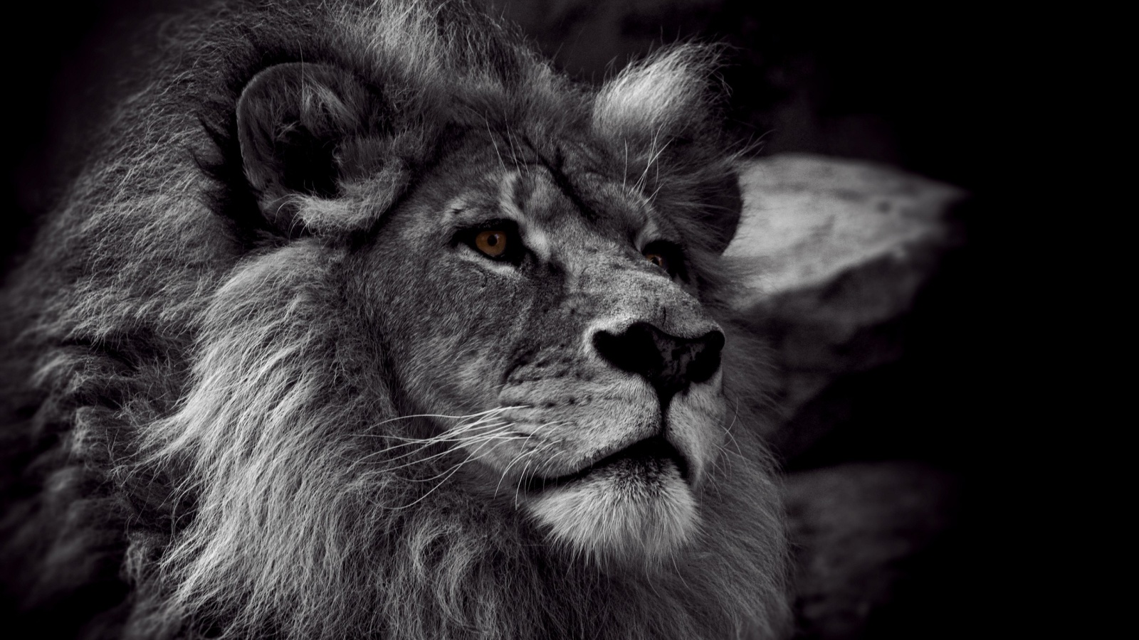 Гордый черно-белый лев обои